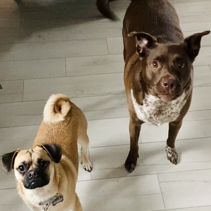 Fundraising Page: Chris Shelman